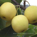 2021 New Harvest Low Price Fresh Sweet Yellow Golden Pear